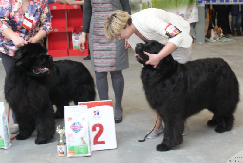 Фото: ньюфаундленд Zhan-Zhak s Berega Dona (Жан-Жак с Берега Дона), ньюфаундленд Yutlandia ot Sibirskogo Medvedja (Ютландия от Сибирского Медведя)