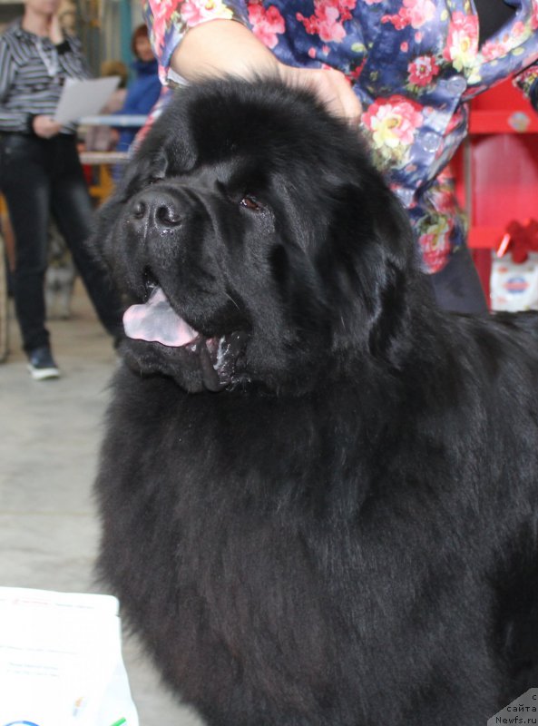 Фото: ньюфаундленд Zhan-Zhak s Berega Dona (Жан-Жак с Берега Дона)