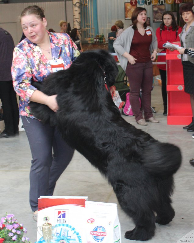 Фото: ньюфаундленд Zhan-Zhak s Berega Dona (Жан-Жак с Берега Дона)