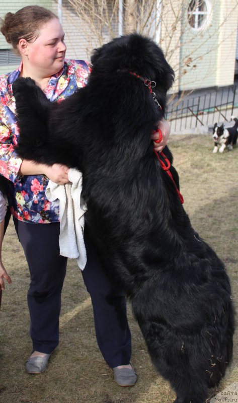 Фото: ньюфаундленд Zhan-Zhak s Berega Dona (Жан-Жак с Берега Дона)