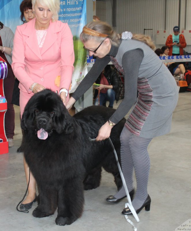 Фото: ньюфаундленд Indus ot Sibirskogo Medvedya (Индус от Сибирского Медведя)