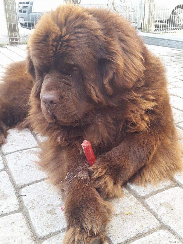 Фото: ньюфаундленд Brownblood MSK Hayes Hago (Браунблад МСК Хаиес Хаго)