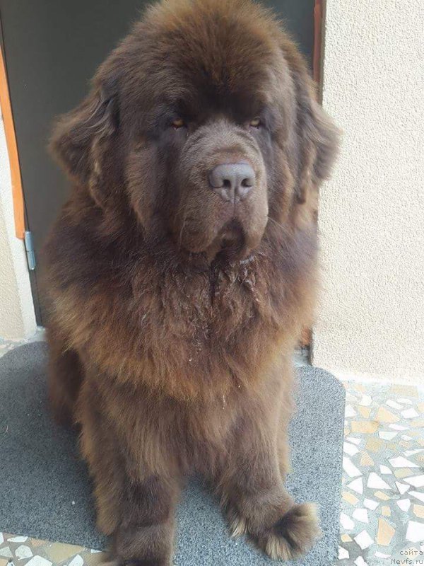 Фото: ньюфаундленд Brownblood MSK Hayes Hago (Браунблад МСК Хаиес Хаго)