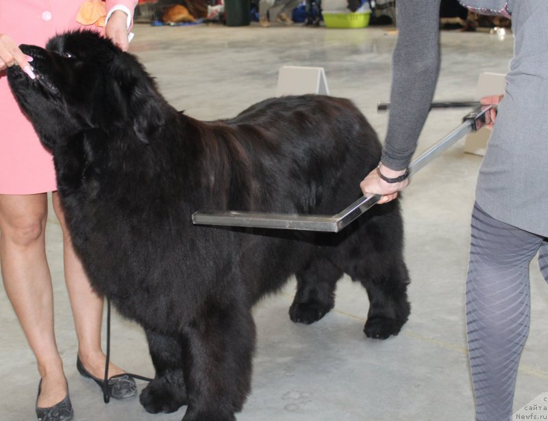 Фото: ньюфаундленд Super Premium Undercover Love (Супер Премиум Ундерковер Лове)