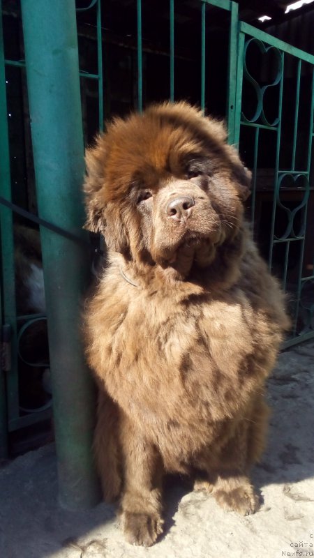 Фото: ньюфаундленд Braunblad MSK Betani YEys (Браунблад МСК Бетани Эйс)