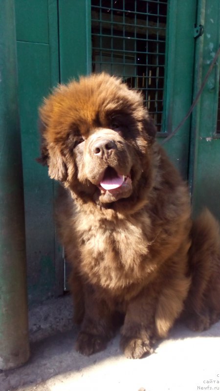 Фото: ньюфаундленд Braunblad MSK Betani YEys (Браунблад МСК Бетани Эйс)