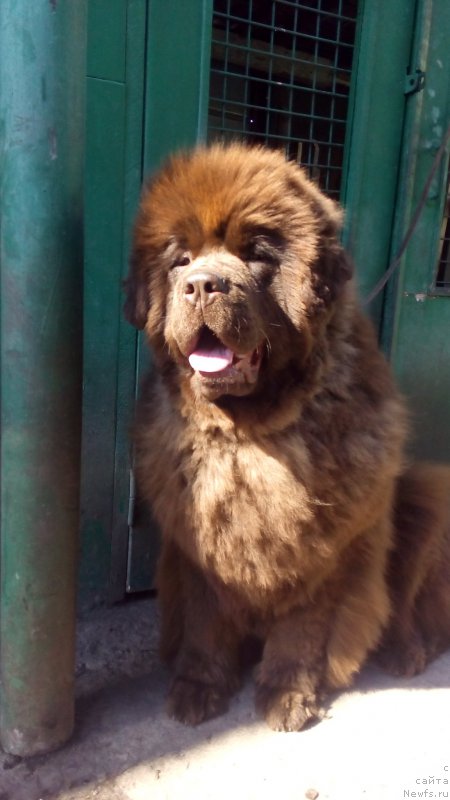 Фото: ньюфаундленд Braunblad MSK Betani YEys (Браунблад МСК Бетани Эйс)