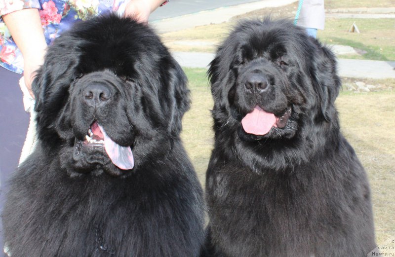 Фотография № 223809