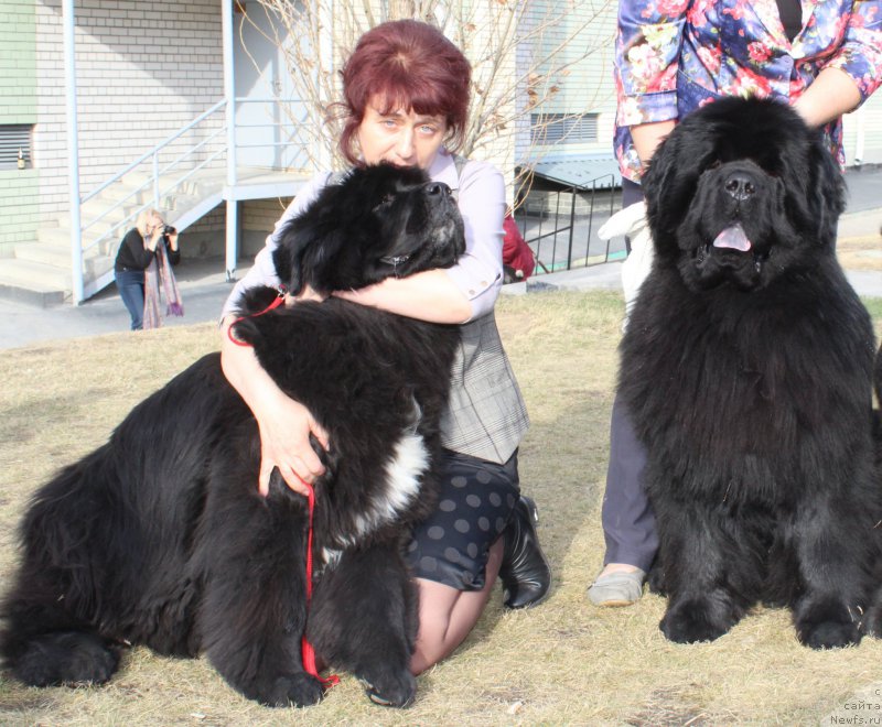 Фото: ньюфаундленд Marfa Dlja Tihogo Omuta iz Plemeni Kedra (Марфа для Тихого Омута из Племени Кедра), ньюфаундленд Zhan-Zhak s Berega Dona (Жан-Жак с Берега Дона)