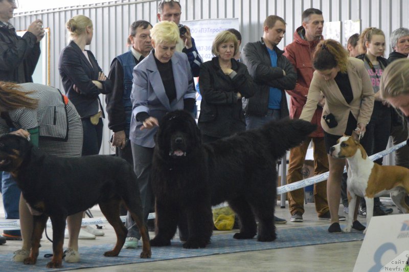 Фото: ньюфаундленд CHernyiy Balu Ippolit Denovich (Черный Балу Ипполит Денович)