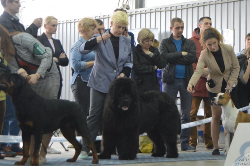Фото: ньюфаундленд CHernyiy Balu Ippolit Denovich (Черный Балу Ипполит Денович)