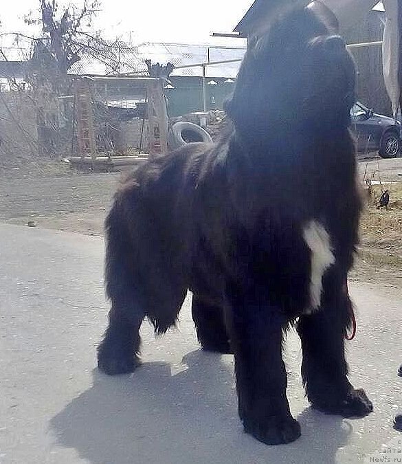 Фото: ньюфаундленд CHernyiy SHarm Elena Prekrasnaya (Черный Шарм Елена Прекрасная)