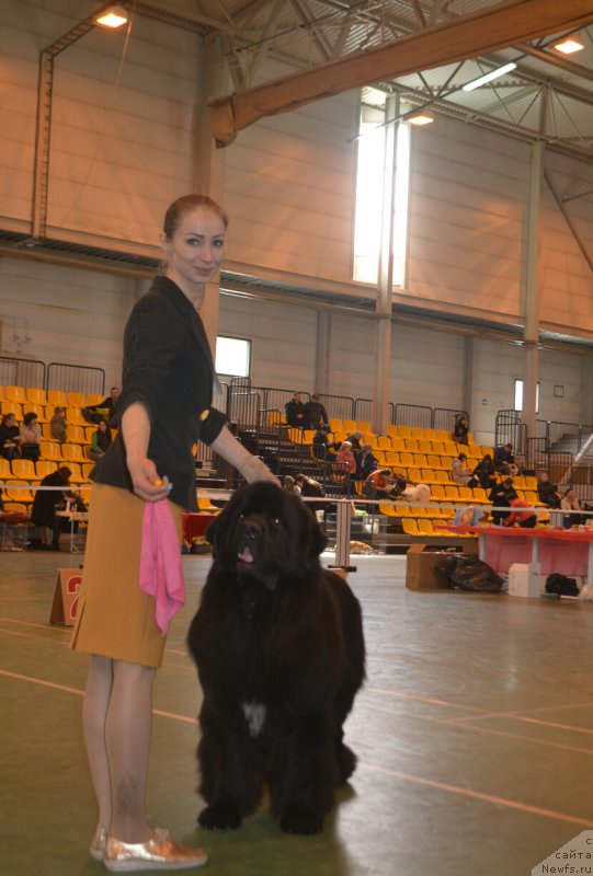 Фото: ньюфаундленд Sandbears Franco