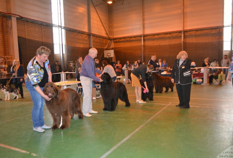 Фото: ньюфаундленд Funnewf Avalon (Фанньюф Авалон), ньюфаундленд Nazar Vyatskiy Medved (Назар Вятский Медведь), ньюфаундленд Sandbears Franco, ньюфаундленд Njufort Vozdushny Potseluy (Ньюфорт Воздушный Поцелуй)