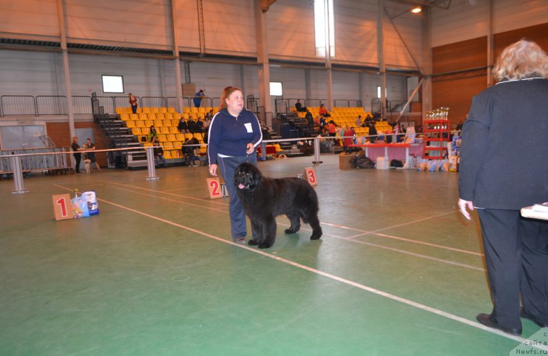 Фото: ньюфаундленд N'yufort Zimnyaya Skazka (Ньюфорт Зимняя Сказка)