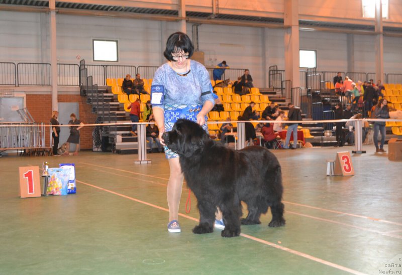 Фото: ньюфаундленд Zvezdnij Dar Afrodita (Звездный Дар Афродита)