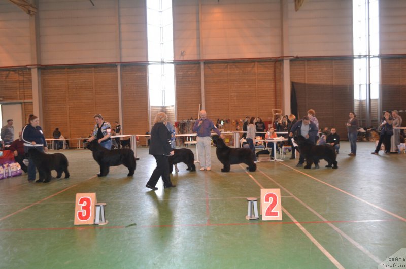 Фото: ньюфаундленд N'yufort Zimnyaya Skazka (Ньюфорт Зимняя Сказка), ньюфаундленд Aquatoriya Kelvin Yauza (Акватория Келвин Яуза), ньюфаундленд CHernyiy SHarm Elena Prekrasnaya (Черный Шарм Елена Прекрасная), ньюфаундленд Mnogolikaya Boginya Manifik (Многоликая Богиня Манифик), ньюфаундленд Zvezdnij Dar Afrodita (Звездный Дар Афродита)