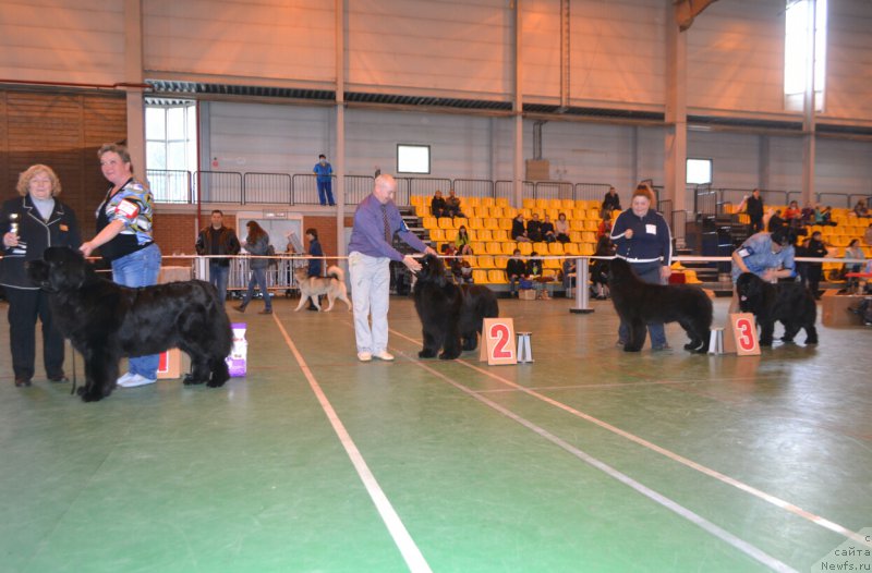 Фото: ньюфаундленд Aquatoriya Kelvin Yauza (Акватория Келвин Яуза), ньюфаундленд Mnogolikaya Boginya Manifik (Многоликая Богиня Манифик), ньюфаундленд N'yufort Zimnyaya Skazka (Ньюфорт Зимняя Сказка), ньюфаундленд CHernyiy SHarm Elena Prekrasnaya (Черный Шарм Елена Прекрасная), ньюфаундленд Zvezdnij Dar Afrodita (Звездный Дар Афродита)