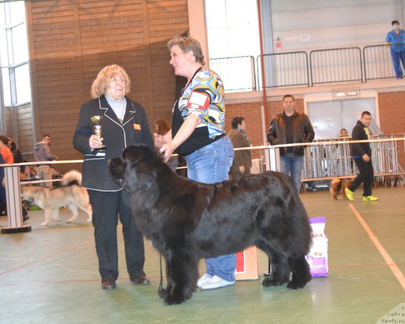 Фото: ньюфаундленд Aquatoriya Kelvin Yauza (Акватория Келвин Яуза)