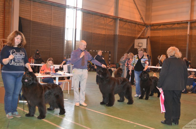 Фото: ньюфаундленд Noel Naslednitsa Vyatskiy Medved (Ноэль Наследница Вятских Медведей), ньюфаундленд Nazar Vyatskiy Medved (Назар Вятский Медведь), ньюфаундленд Aquatoriya Kelvin Yauza (Акватория Келвин Яуза)