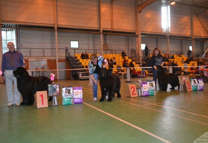 Фото: ньюфаундленд Nazar Vyatskiy Medved (Назар Вятский Медведь), ньюфаундленд Aquatoriya Kelvin Yauza (Акватория Келвин Яуза), ньюфаундленд Noel Naslednitsa Vyatskiy Medved (Ноэль Наследница Вятских Медведей)