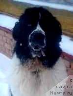 Фото: ньюфаундленд Mag Ispolin Obsidian (Маг Исполин Обсидиан)