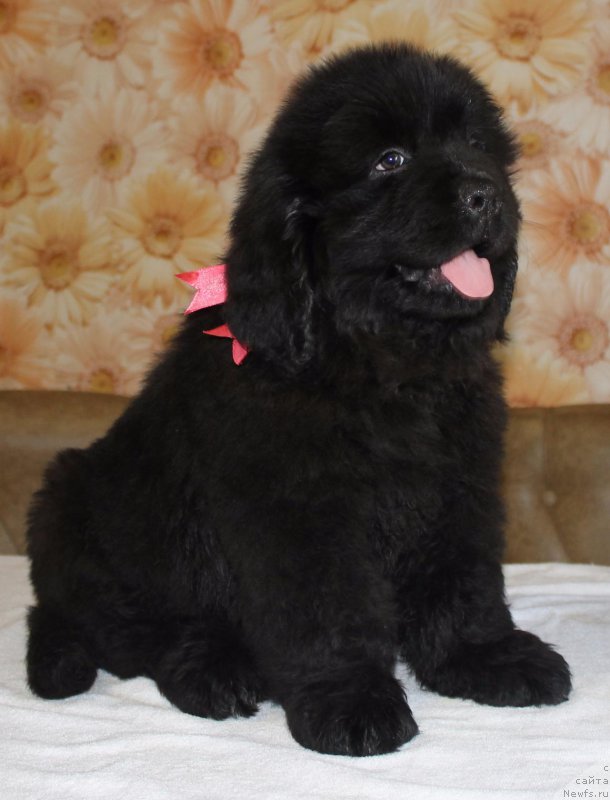 Фото: ньюфаундленд Imidja Bereginya (Имиджа Берегиня)