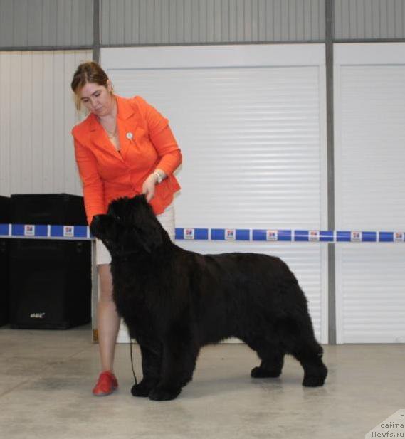 Фото: ньюфаундленд Super Premium Undercover Love (Супер Премиум Ундерковер Лове)