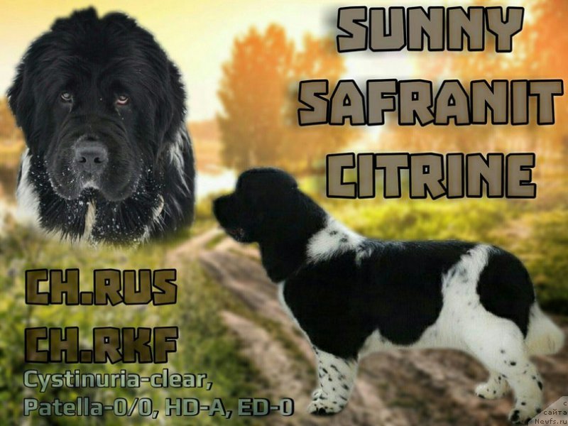 Фото: ньюфаундленд Sunny Safranit Citrine (Сунну Сафранит Цитрине)