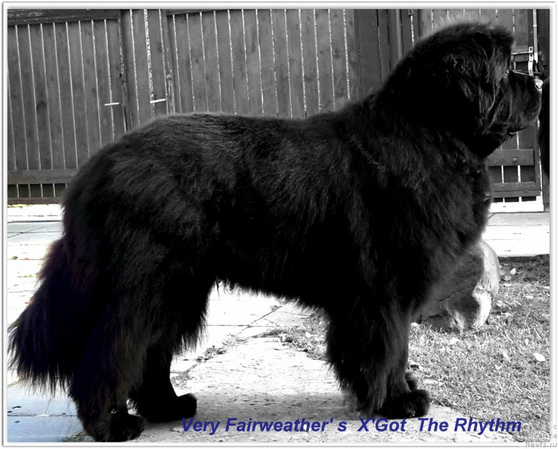 Фото: ньюфаундленд Very Fairweathers X'Got The Rhythm