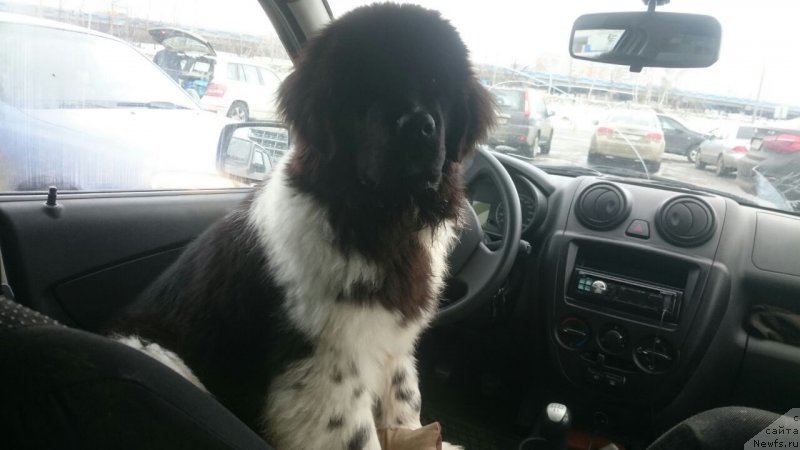 Фото: ньюфаундленд Terra Viktoriya Evlampiya Romanovna (Терра Виктория Евлампия Романовна)