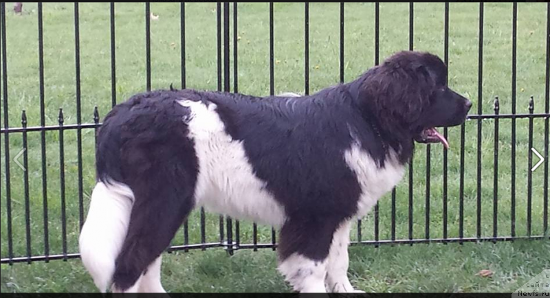 Фото: ньюфаундленд Vandjelis YEvrika Brilliant Pomor'ya (Ванджелис Эврика Бриллиант Поморья)