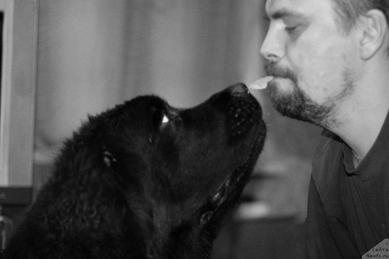 Фото: ньюфаундленд Chernaya Mafia Because I Am Worth It (Черная Мафия Бекаусе И Ам Вортх Ит)