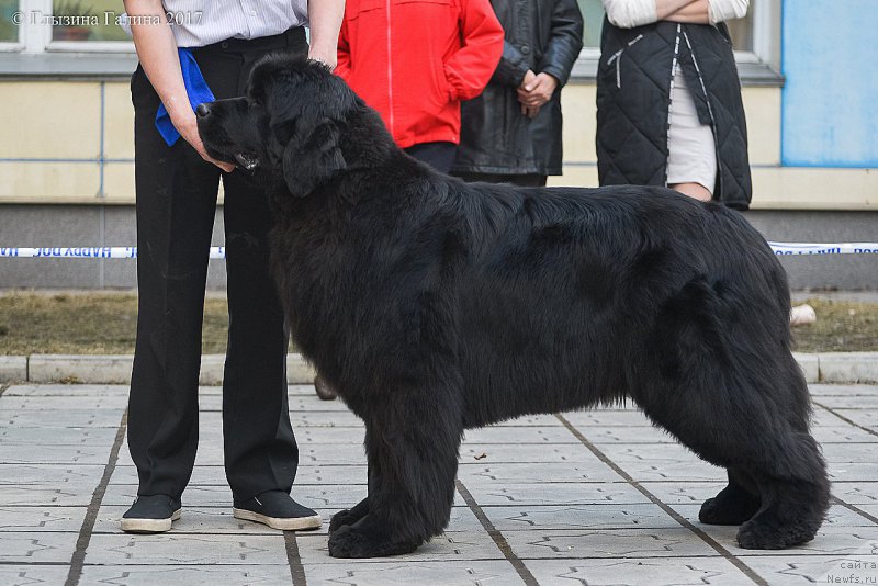 Фото: ньюфаундленд Dancing Butterfly iz Arkaima (Дэнсинг Баттерфлай из Аркаима)