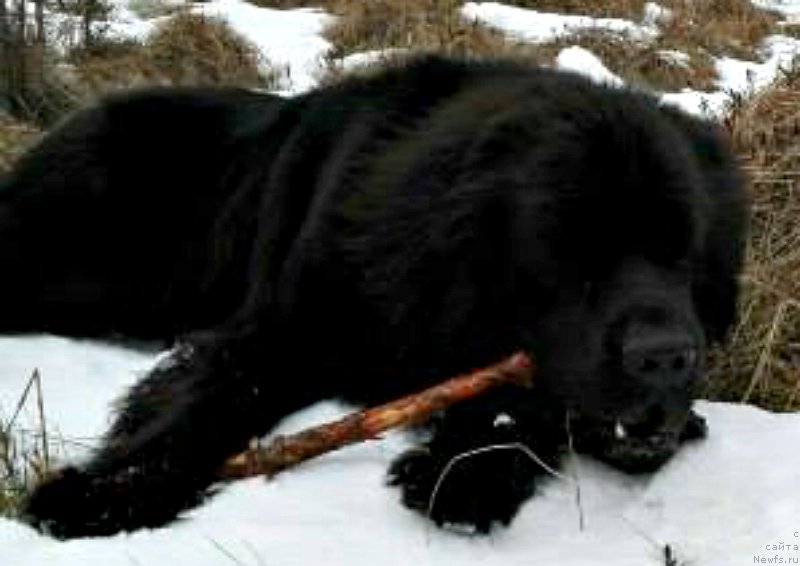 Фото: ньюфаундленд Smigar Voice of Freedom (Смигар Войс оф Фридом)