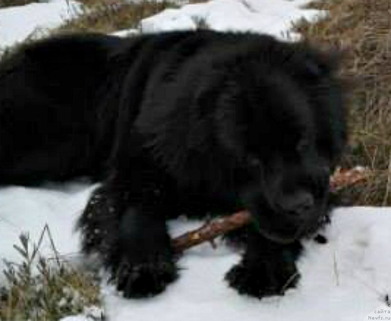 Фото: ньюфаундленд Smigar Voice of Freedom (Смигар Войс оф Фридом)