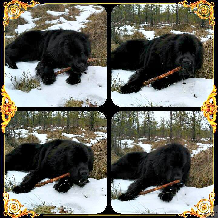 Фото: ньюфаундленд Smigar Voice of Freedom (Смигар Войс оф Фридом)