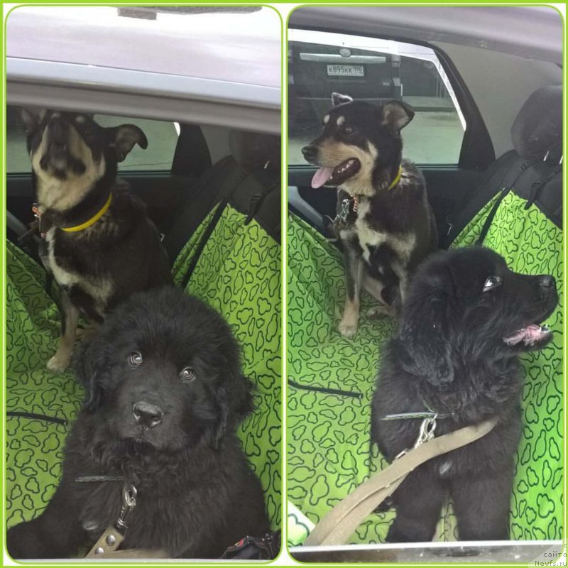 Фото: ньюфаундленд Ideal Taste of Victory (Идеал Тейст оф Виктори)