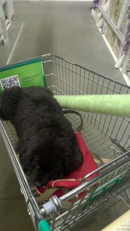 Фото: ньюфаундленд Ideal Taste of Victory (Идеал Тейст оф Виктори)