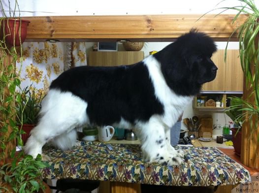 Фотография № 223898