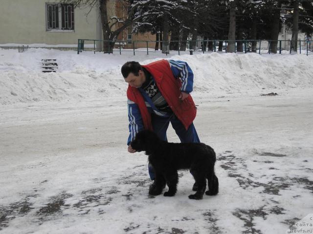 Фото: ньюфаундленд Sent Djons Kalipso (Сент Джонс Калипсо)