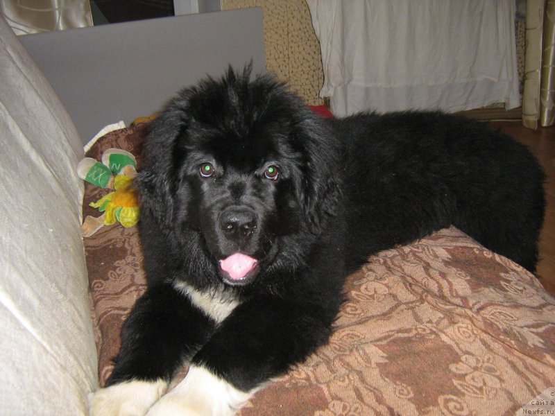 Фотография № 223908