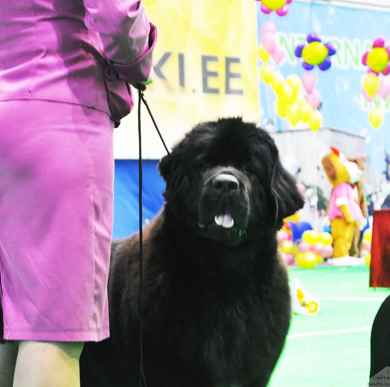 Фото: ньюфаундленд Beguschaya po Volnam Bravo Bravissimo (Бегущая по Волнам Браво Брависсимо)