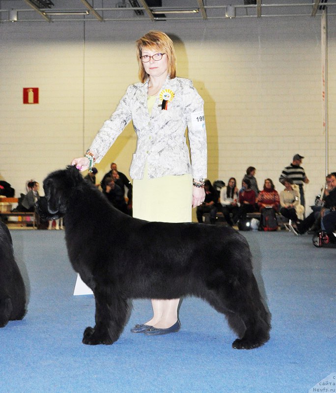 Фото: ньюфаундленд Beguschaya po Volnam Bravo Bravissimo (Бегущая по Волнам Браво Брависсимо)