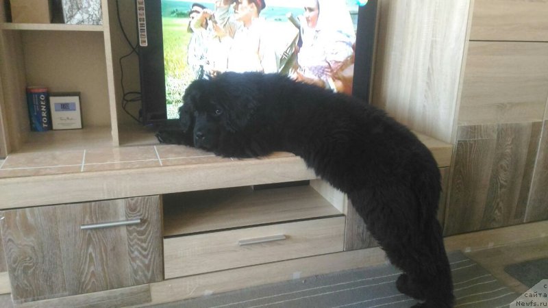 Фотография № 223918