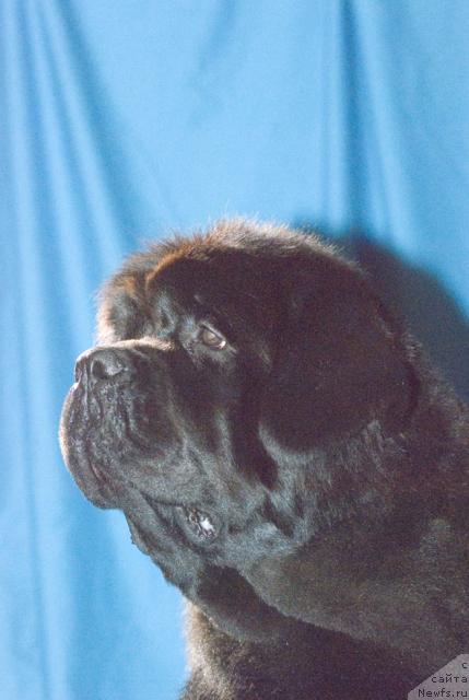 Фото: ньюфаундленд Lunnaya Sonata iz Plemeni Kedra (Лунная Соната из Племени Кедра)