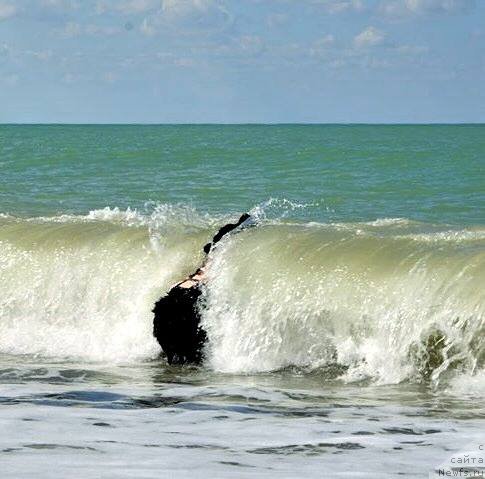 Фото: ньюфаундленд Beguschaya po Volnam Bravo Bravissimo (Бегущая по Волнам Браво Брависсимо)
