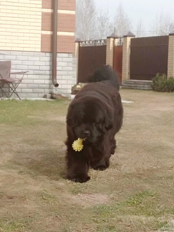 Фото: ньюфаундленд Perun is Antagrada (Перун из Антаграда)