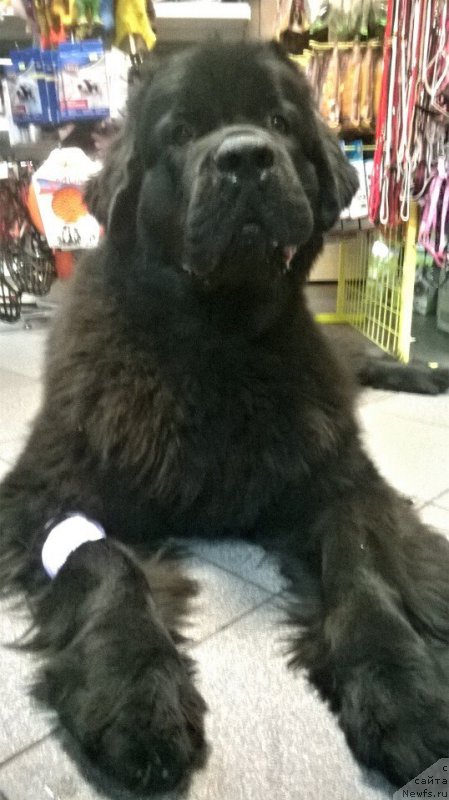 Фото: ньюфаундленд Beguschaya po Volnam Bravo Bravissimo (Бегущая по Волнам Браво Брависсимо)