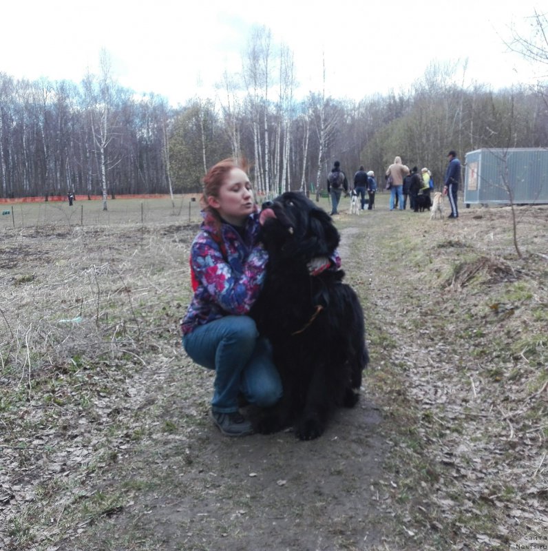 Фото: ньюфаундленд Chernyj Chank s Berega Dona (Черный Чанк с Берега Дона)